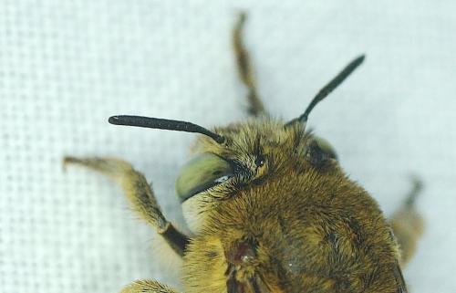 Réf. 191 317 : Amegilla garrula