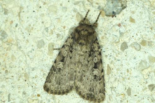 Amphipyra effusa