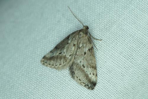Tephronia oranaria