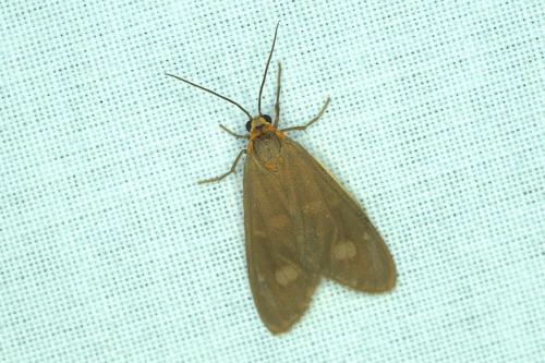 Dysauxes famula