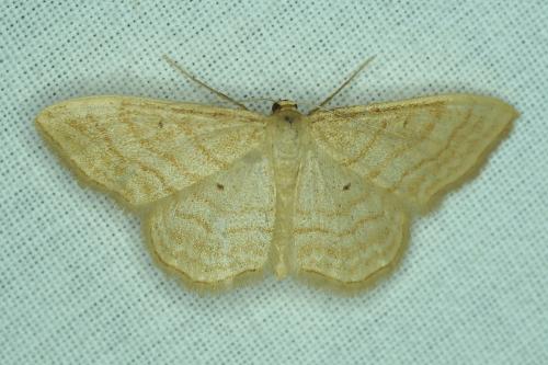 Réf. 191 222 : Idaea rufaria