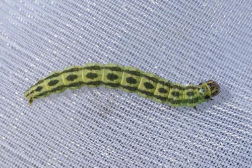 Depressaria chaerophylli