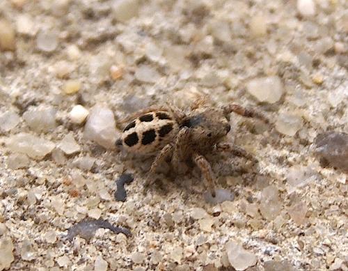 Pellenes sp.