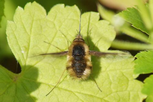Bombylius major
