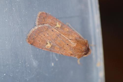 Xestia xanthographa
