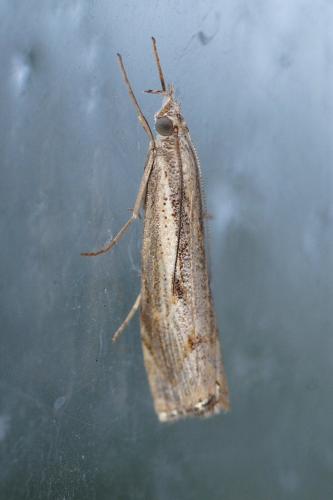 Réf. 191 068 : Agriphila geniculea