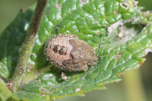 Réf. 191 616 : Dolycoris baccarum