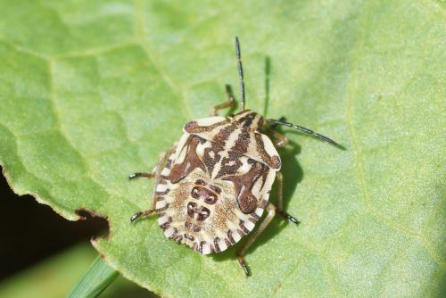 Carpocoris mediterraneus atlanticus