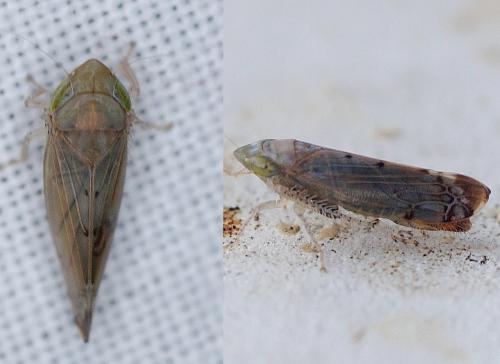 Réf. 191 996 : Synophropsis lauri