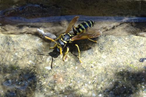 Polistes sp.