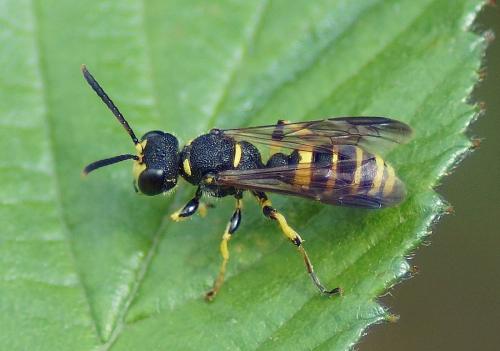 Cerceris quadricincta
