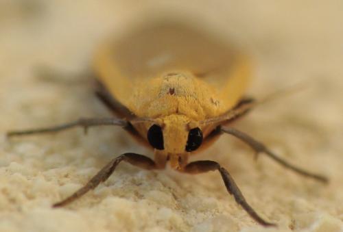 Eilema depressa