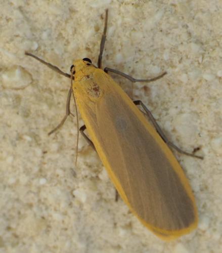 Eilema depressa