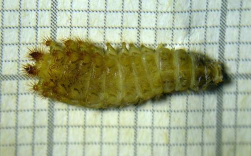 Drilus sp.