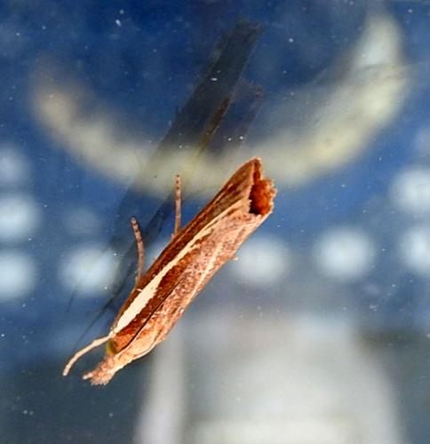 Réf. 191 098 : Agriphila tristella