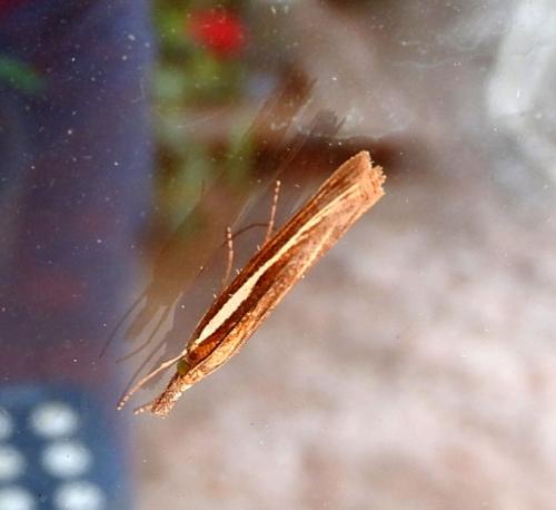 Agriphila tristella