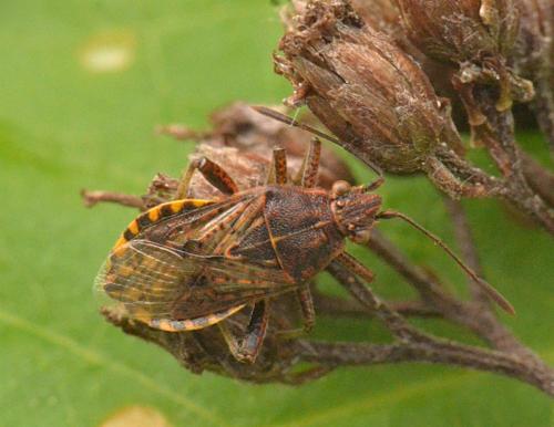 Réf. 191 831 : Stictopleurus sp.