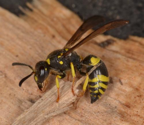 Ancistrocerus sp.