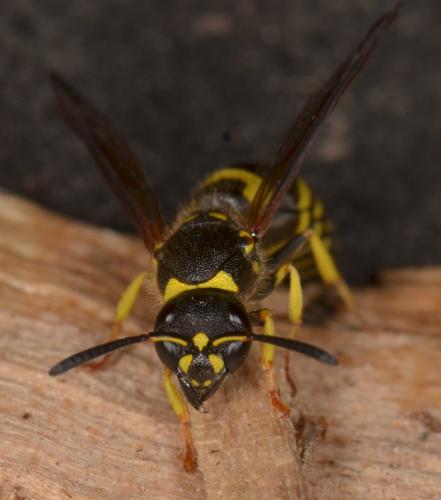 Ancistrocerus sp.