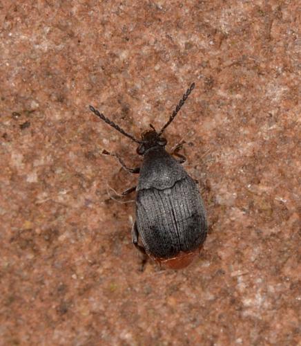 Bruchidius siliquastri
