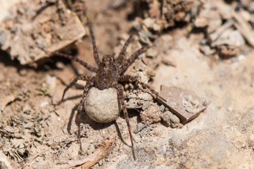 Réf. 191 742 : Pardosa sp.