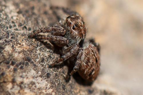 Réf. 191 749 : Evarcha arcuata