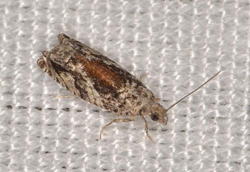 Réf. 191 214 : Epinotia nisella