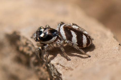 Réf. 191 753 : Salticus scenicus