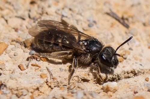 Réf. 191 907 : Lasioglossum sp.