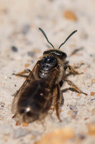 Réf. 191 912 : Lasioglossum sp.