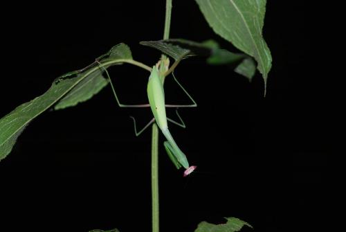 Réf. 191 329 : Oxyopsis rubicunda
