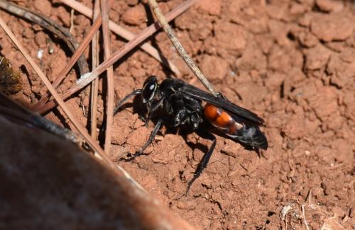 Réf. 191 874 : Anospilus orbitalis