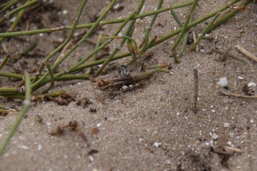 Acrotylus longipes