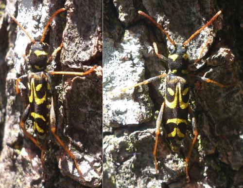 Réf. 191 208 : Clytus tropicus