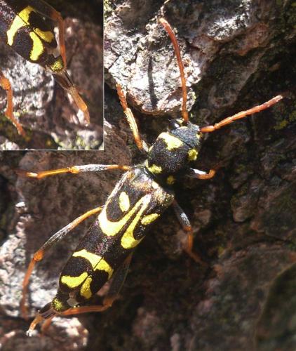 Réf. 191 258 : Clytus tropicus