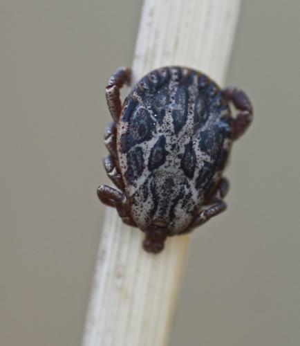Dermacentor marginatus