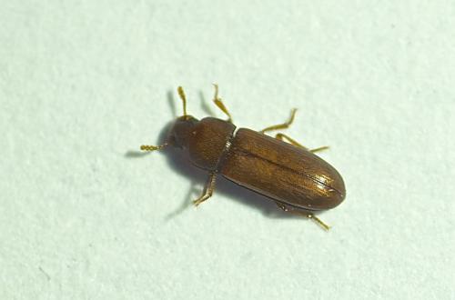 Réf. 191 461 : Tribolium castaneum