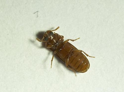Réf. 191 462 : Tribolium castaneum