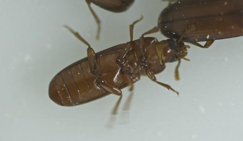 Réf. 191 873 : Tribolium castaneum