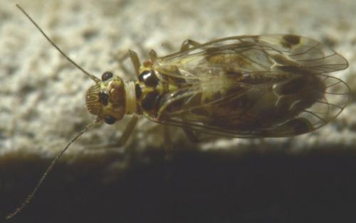 Blaste quadrimaculata