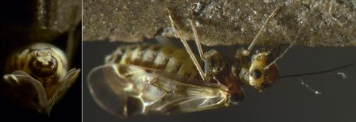 Réf. 191 447 : Blaste quadrimaculata