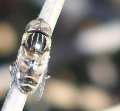 Réf. 191 825 : Eristalinus megacephalus