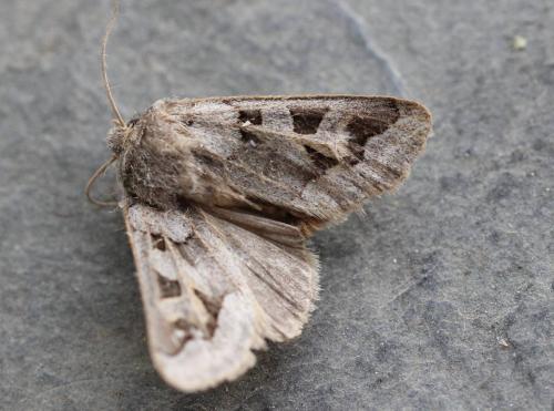 Réf. 191 250 : Episema glaucina