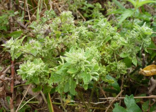 Aceria lycopersici