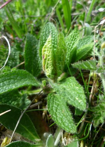 Wachtliella stachydis