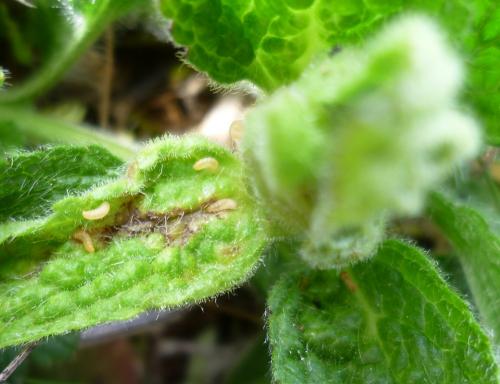 Wachtliella stachydis