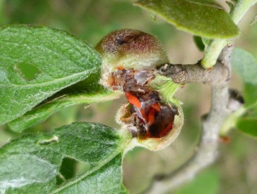 Rabdophaga pierreana