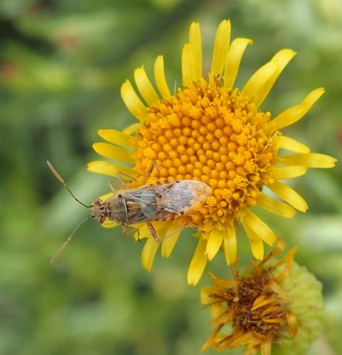 Liorhyssus hyalinus