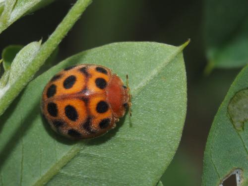 Henosepilachna reticulata