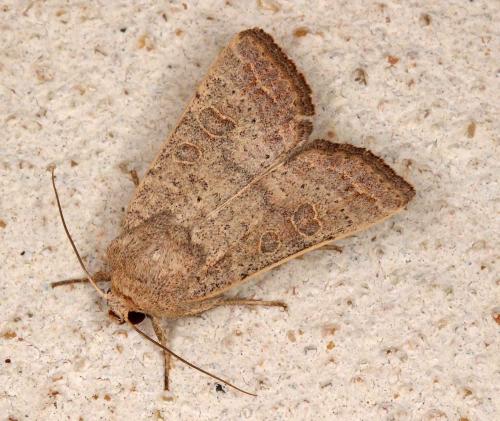 Hoplodrina ambigua